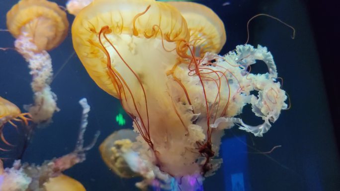 水族馆观赏鱼海洋鱼热带鱼太平洋海刺水母