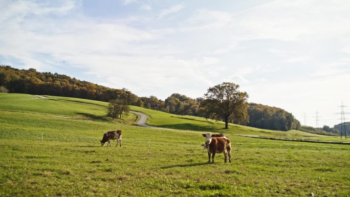 奶牛在农村草地上吃草。牛在未受破坏的大自然中吃草。新鲜空气中的奶牛。