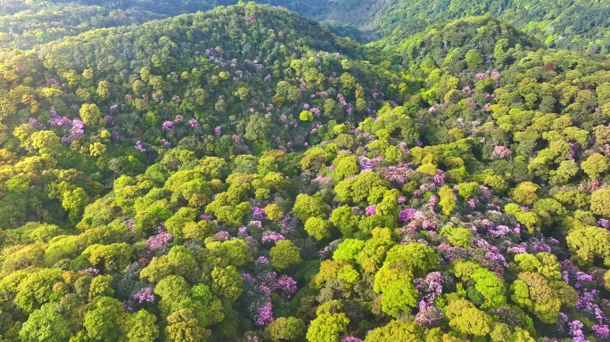 2024深圳梧桐山毛棉杜鹃花4K航拍