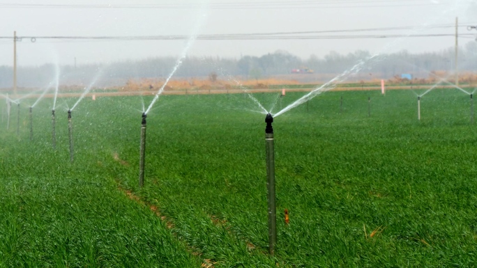 【4K】小麦喷灌 节水农业 喷灌作业