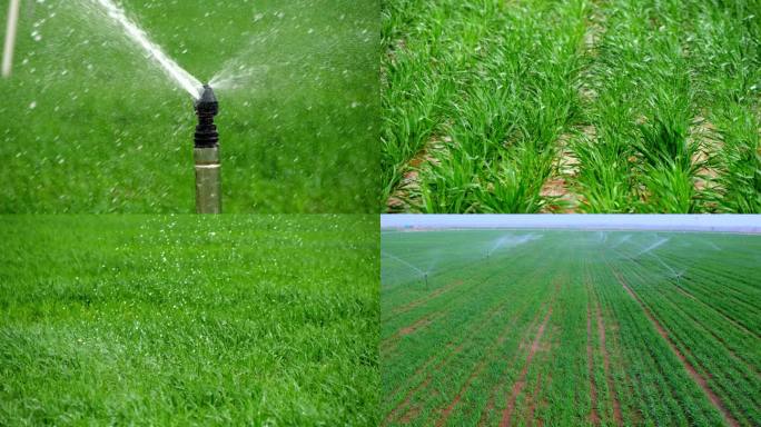 【4K】小麦喷灌 节水农业 喷灌作业