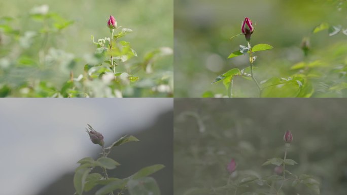 玫瑰花花骨朵花苞4K50帧 带灰片