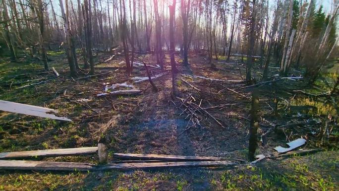 森林火灾后的阳光下，烧焦的树木和碎片，背光镜头光晕的场景
