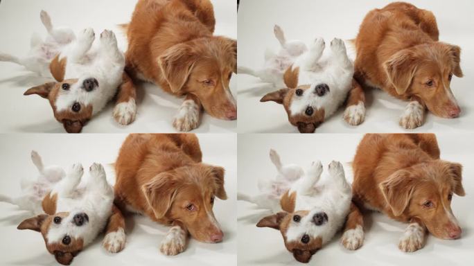两只狗在干净的白色背景上亲密地摆姿势，狗的友谊
