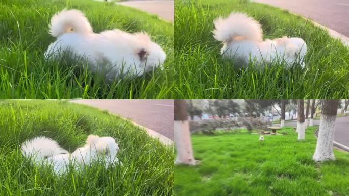 恬恬小修勾--草地奔跑的小狗