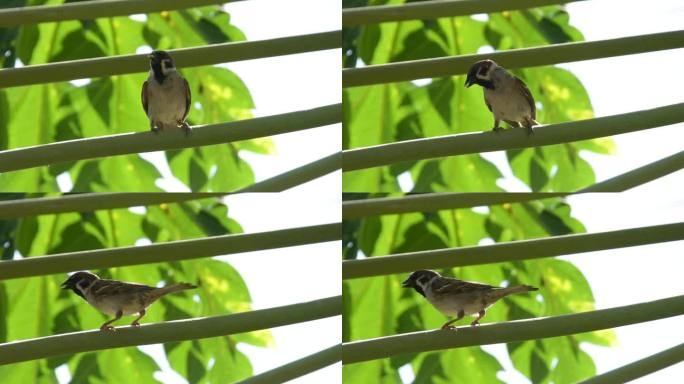 一只麻雀栖息在树上，嘴里叼着一粒米。