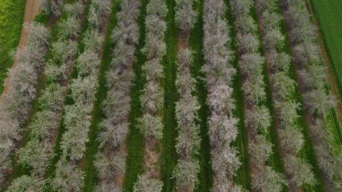 从上往下看，是一片盛开的杏仁田，旁边是绿色的田野，四周都是绿色的田野