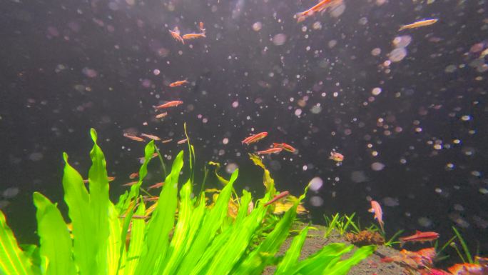 海洋馆水族馆热带淡水鱼北美紫光精灵