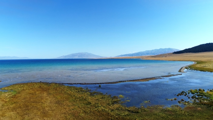 4K航拍新疆赛里木湖景色马群