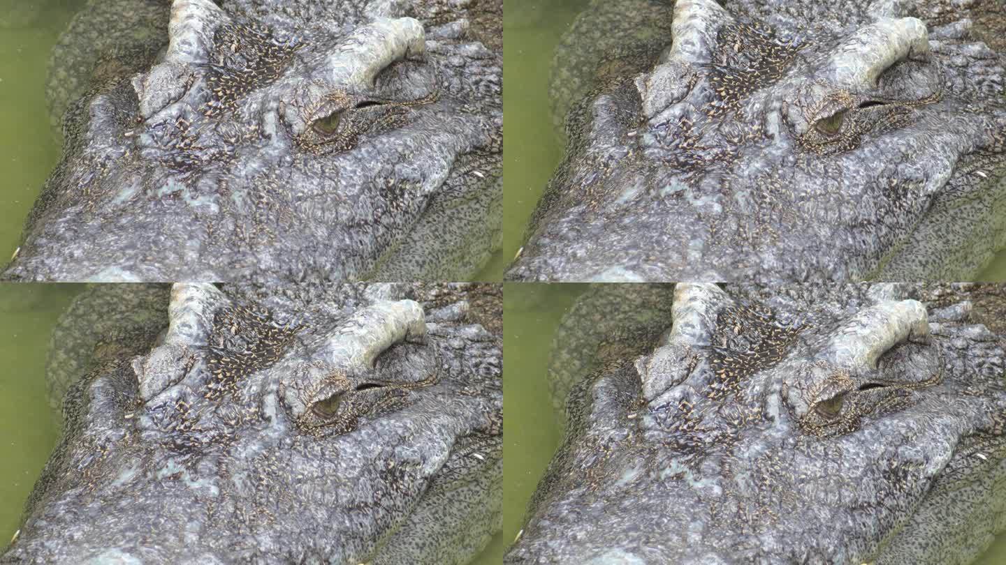 鳄鱼的脸浸在水里，等待猎物的到来。