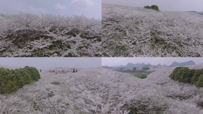 贵州万亩樱花海平坝万亩樱花园油菜花4K