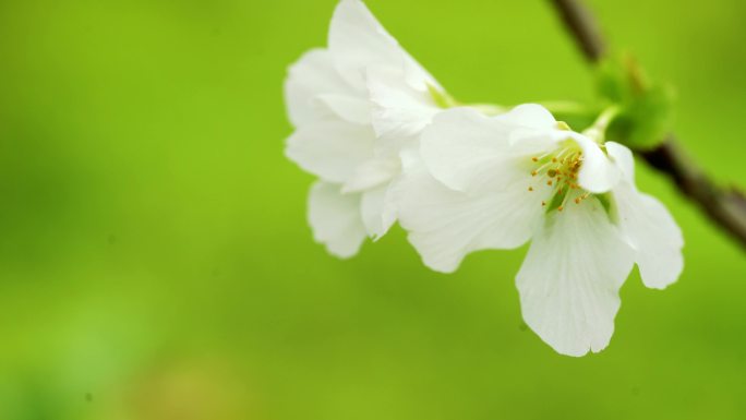 白色樱花特写微距4K合集