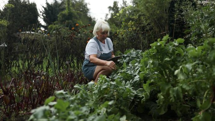 快乐的60多岁的高加索花匠妇女在温室里用药片检查生态食品植物的生长质量。女农民在后院里种花。