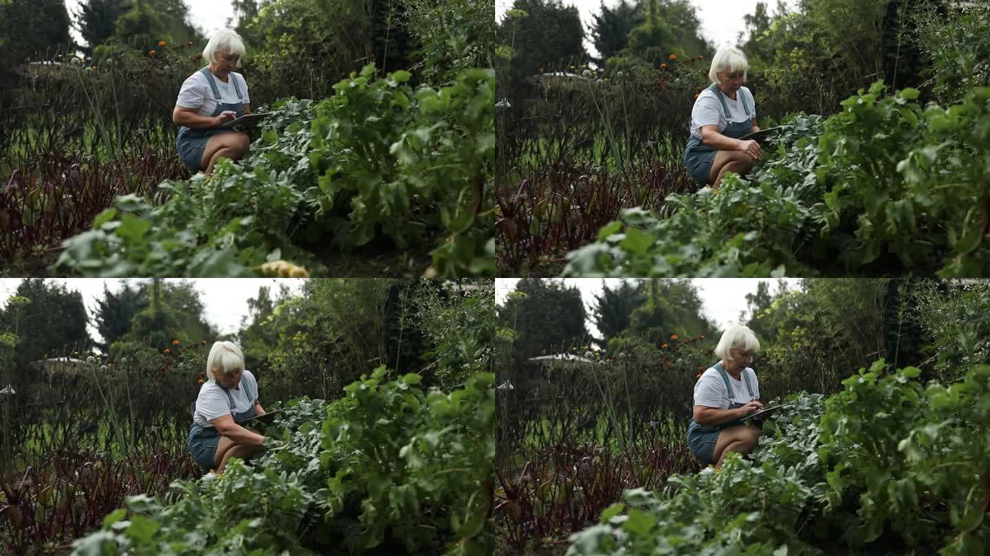 快乐的60多岁的高加索花匠妇女在温室里用药片检查生态食品植物的生长质量。女农民在后院里种花。
