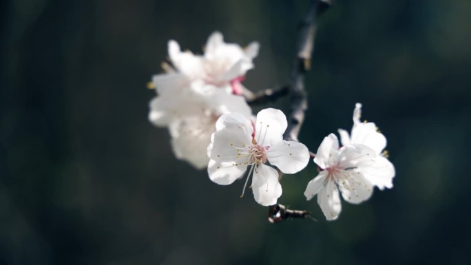 春天樱花的特写清新、自然美、春天