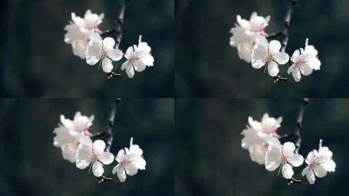 春天樱花的特写清新、自然美、春天