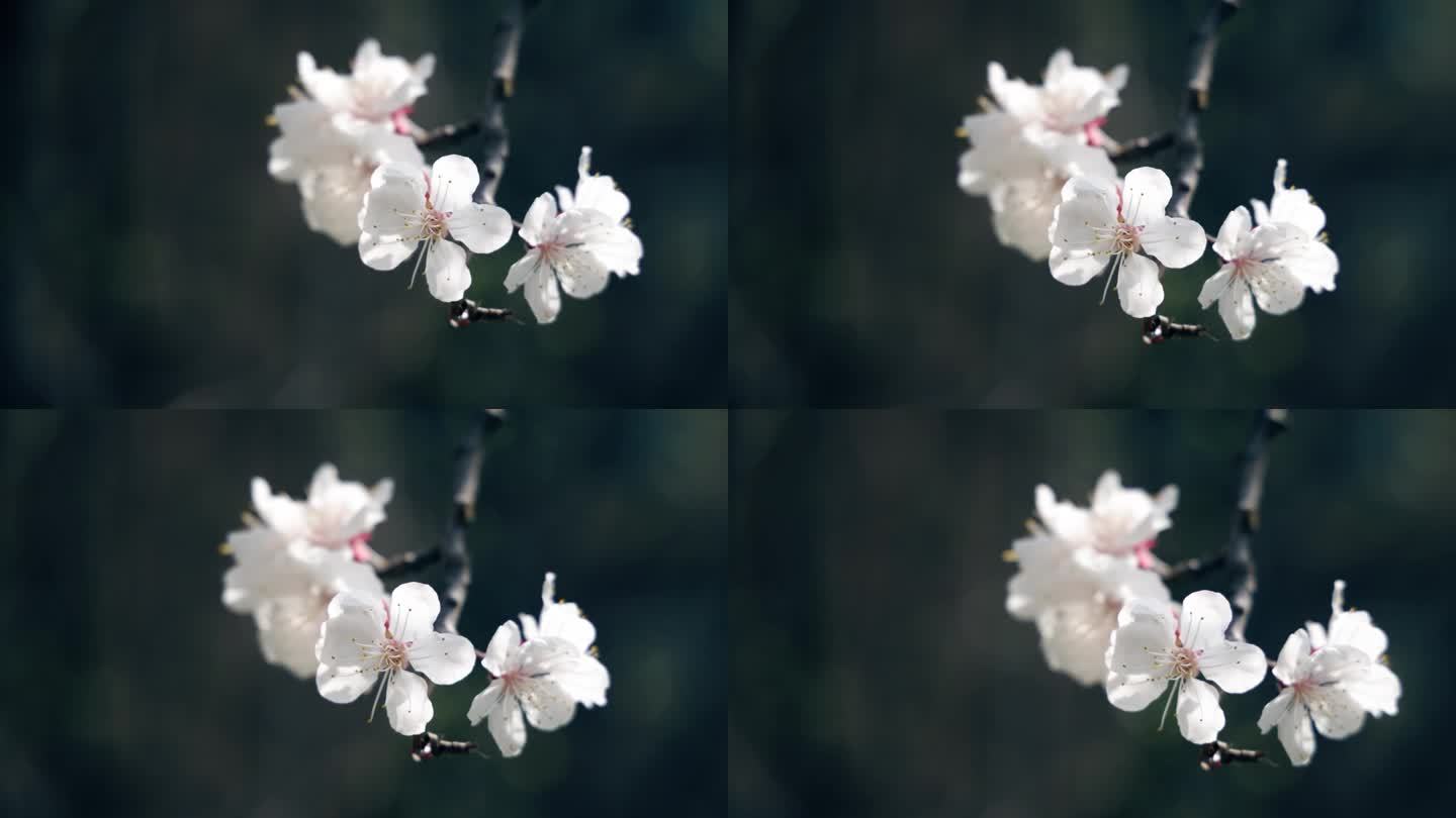春天樱花的特写清新、自然美、春天