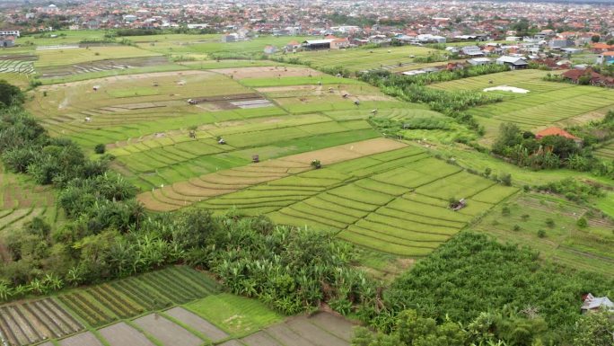 印度尼西亚巴厘岛，无人机拍摄的稻田与城市扩张的登巴萨为背景