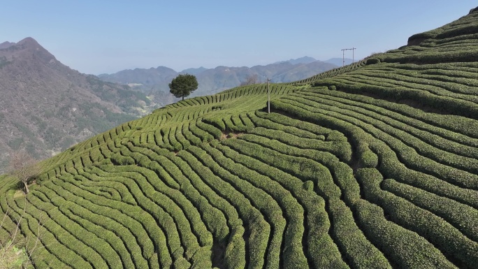 小河庙茶山与油菜花