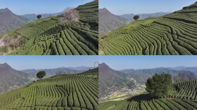 小河庙茶山与油菜花