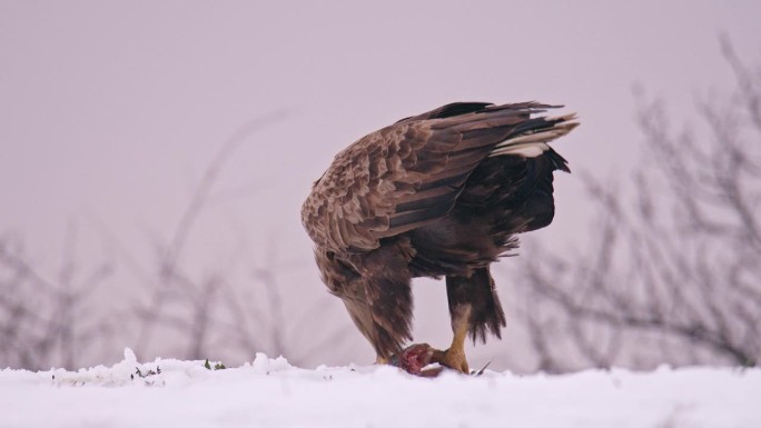 雄伟的白尾鹰站在雪堆里吃鱼头