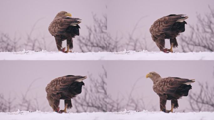 雄伟的白尾鹰站在雪堆里吃鱼头