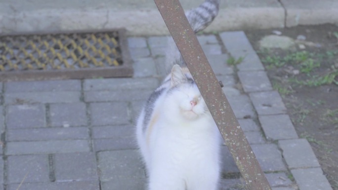 一只白猫在街上蹭着自己的口鼻，一只白猫眯着眼睛享受着。猫吃得好，享受生活，发出呼噜声