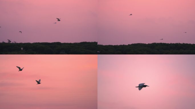 鹭鸟飞翔-高速摄影