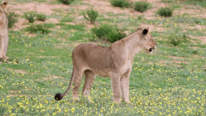 狩猎母狮走在草原上与小黄色野花在非洲南部。广角镜头