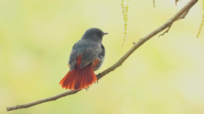 北红尾鸲雄鸟，散开漂亮的红尾巴，求偶叫声