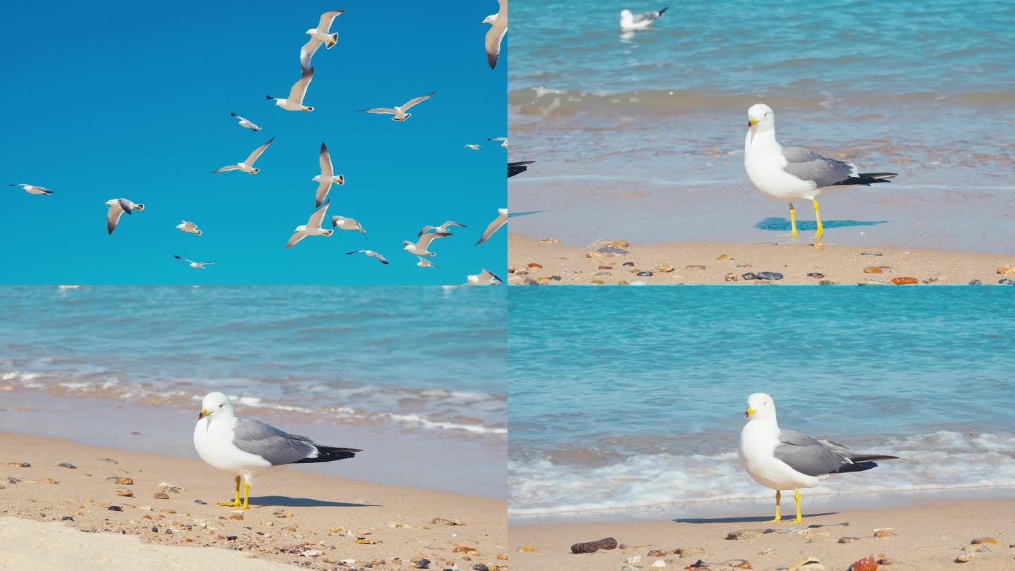 威海海边海鸥海鸟自然保护生态4K