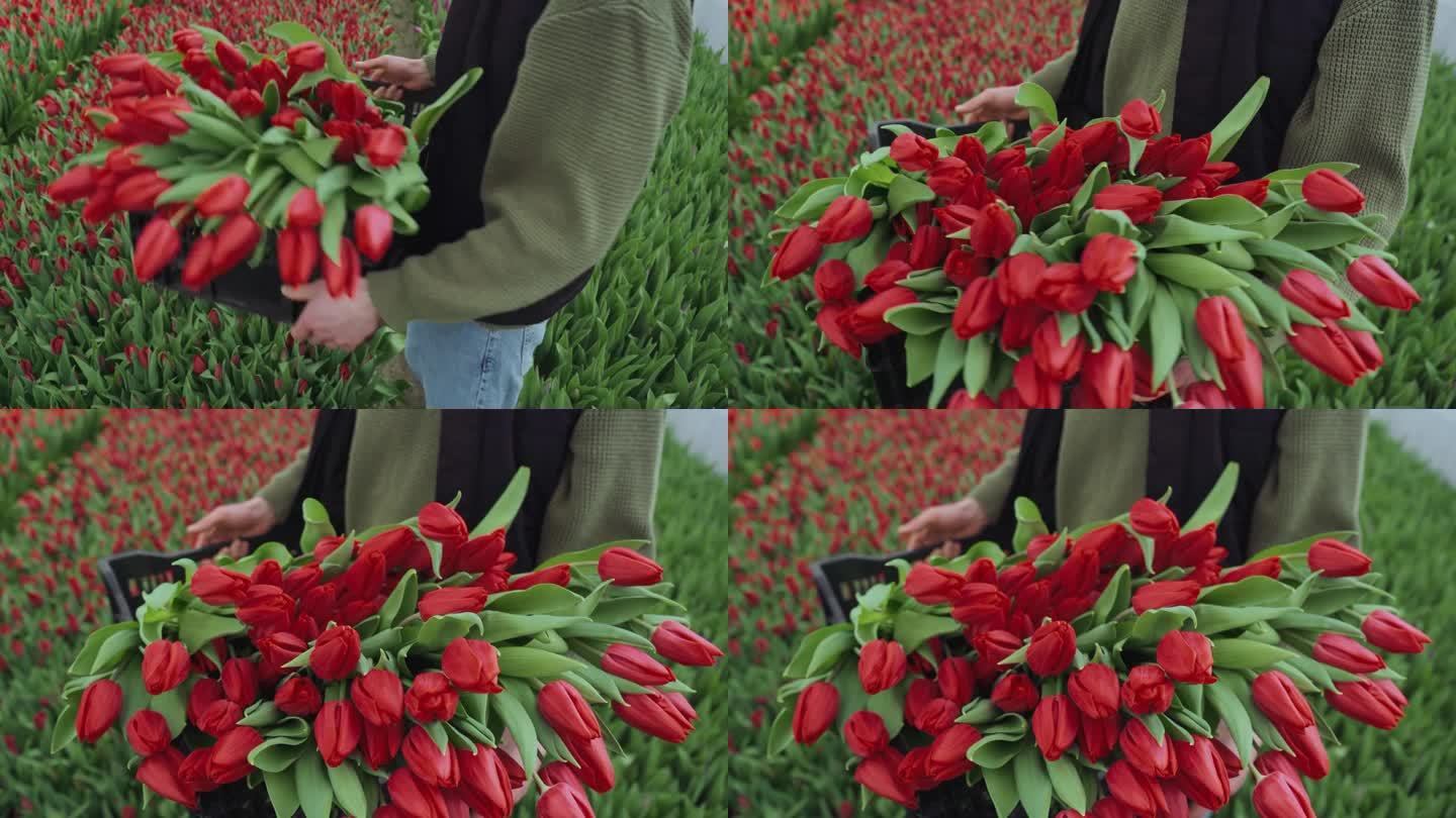 卖方手中出售前盒子里的剪好的红色郁金香特写。花商拿着一盒花转向镜头。一个农民剪了一束花，准备到市场上
