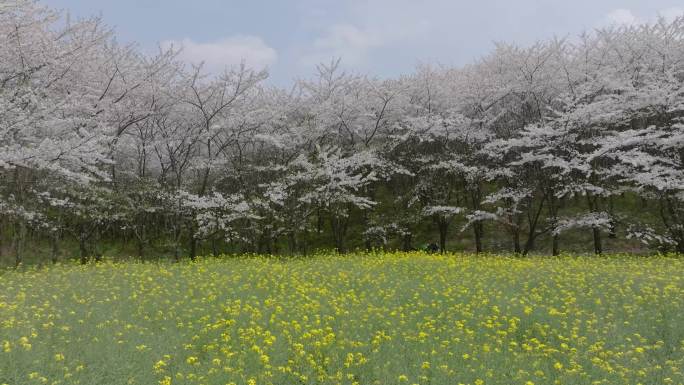 贵州万亩樱花海平坝万亩樱花园油菜花4K