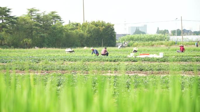 4k农民在田间劳作