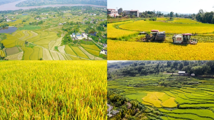 农村水稻丰收