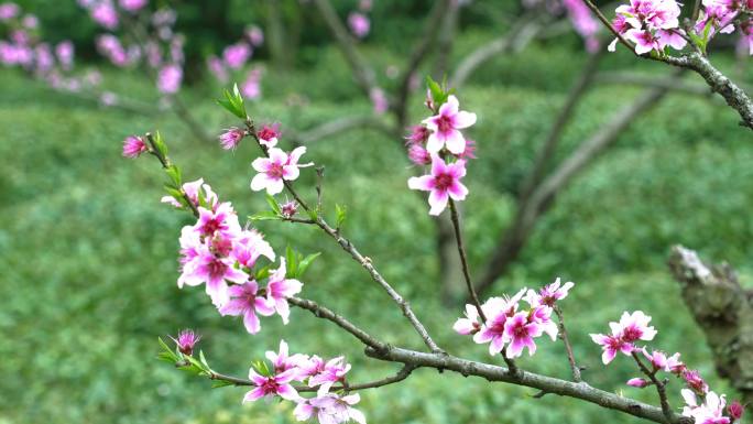 春天 桃花开 特写 微风吹拂