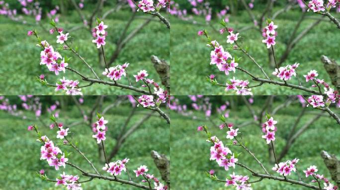 春天 桃花开 特写 微风吹拂