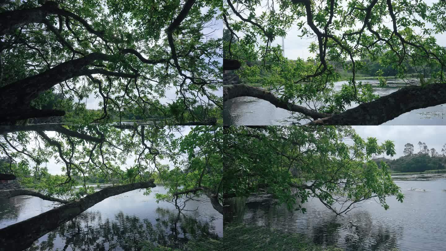 湖边大树