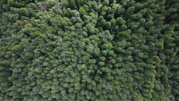 户外野外森林深山老林航拍