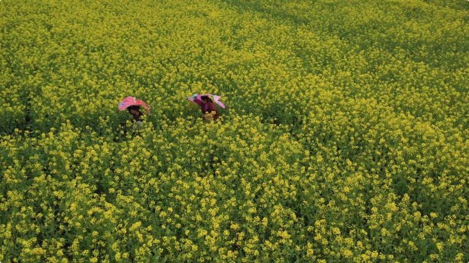 阿莱拍摄美丽乡村油菜花里奔跑放风筝的孩子