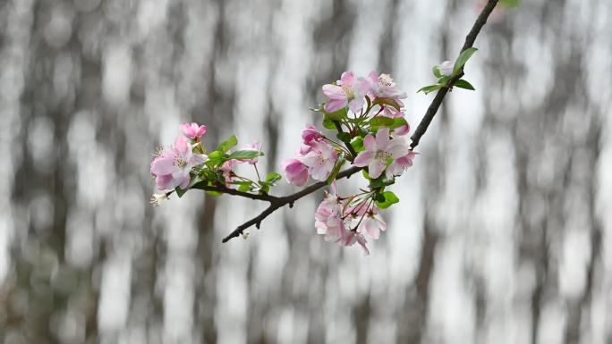 春天西府海棠花绽放自然风光