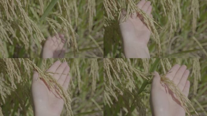用手观察稻穗丰收成熟