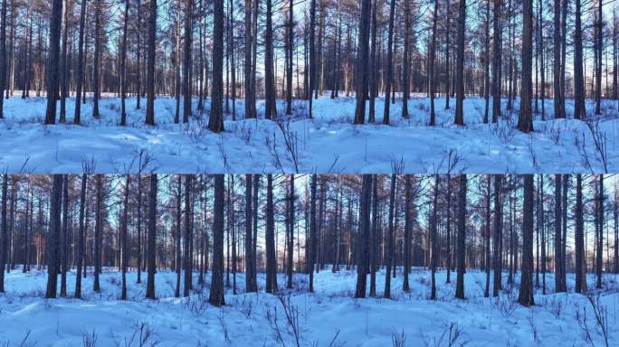 延时丁达尔光阳光穿过树林5.0秒