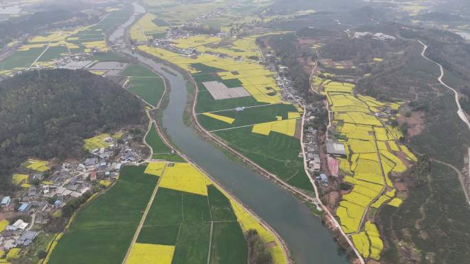 德阳调元镇顺河村油菜花