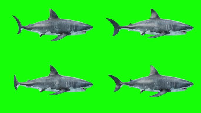 白鲨游泳侧视图