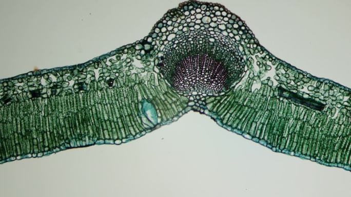 【微生物学】叶子的横截面表皮，叶肉，薄壁组织，气孔，脉网。植物的营养器官，其主要功能是光合作用、气体