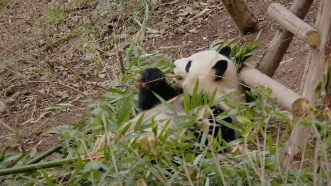 熊猫大熊猫吃竹子