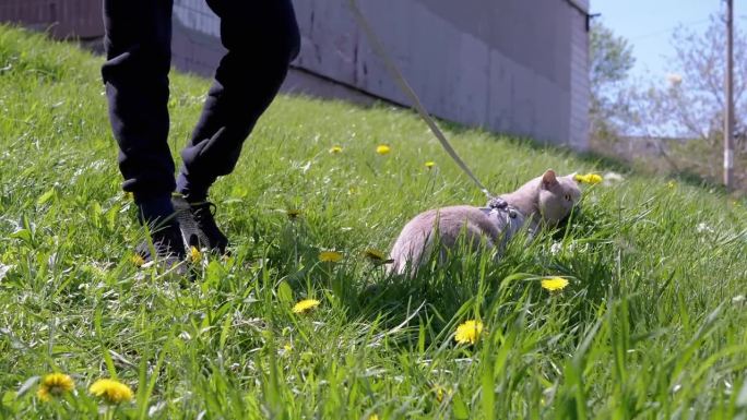 孩子牵着狗绳在草地上遛着一只灰色的大猫