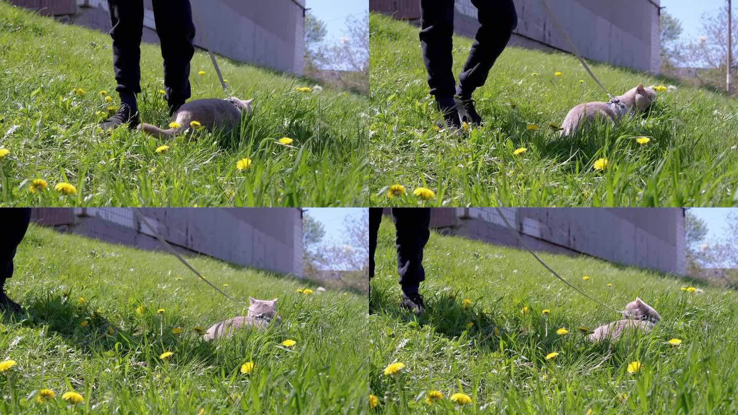 孩子牵着狗绳在草地上遛着一只灰色的大猫