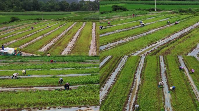 农村蔬菜种植户航拍农民劳作